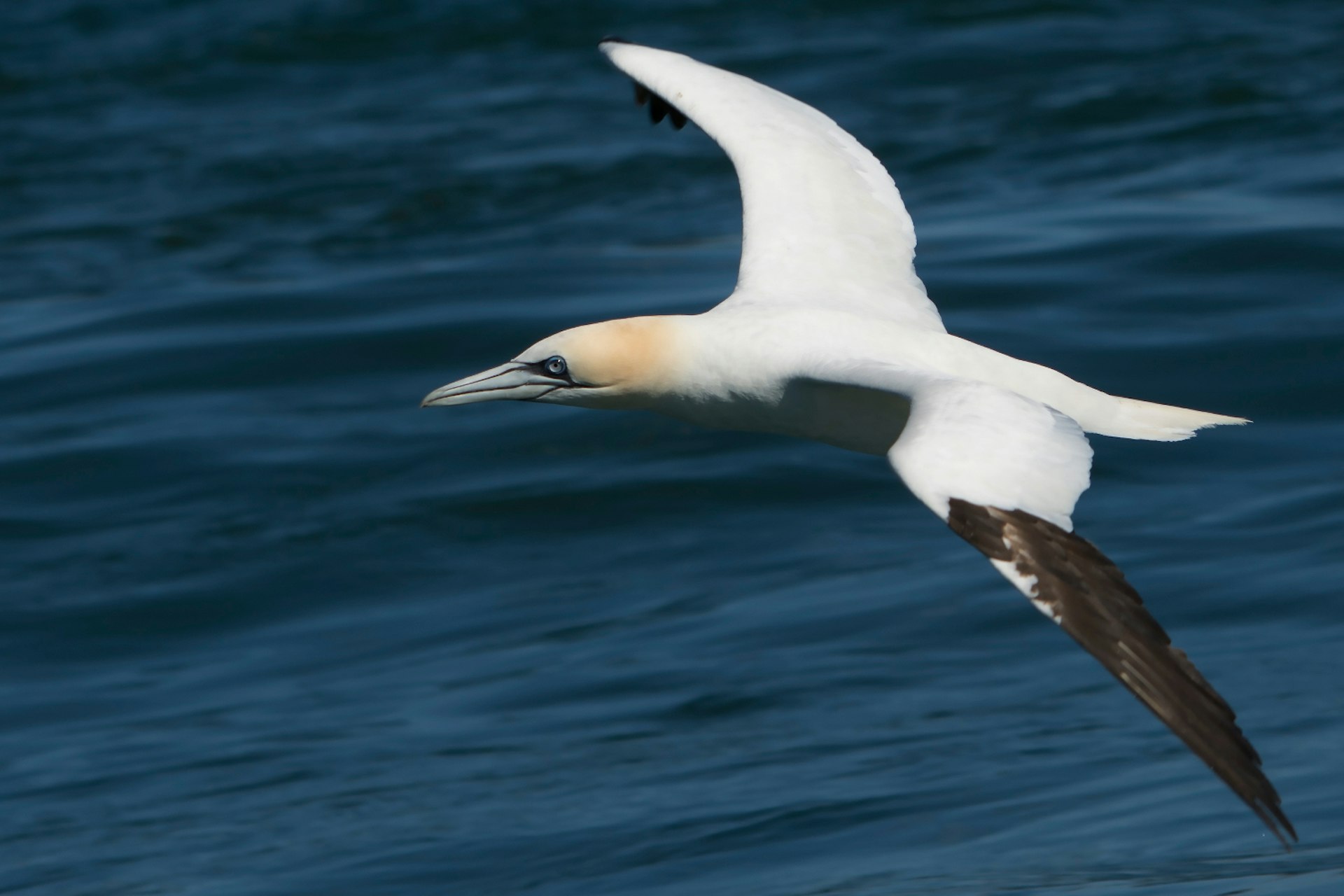 A gannet off Grassholm. Image by Jacob Spinks / CC BY 2.0