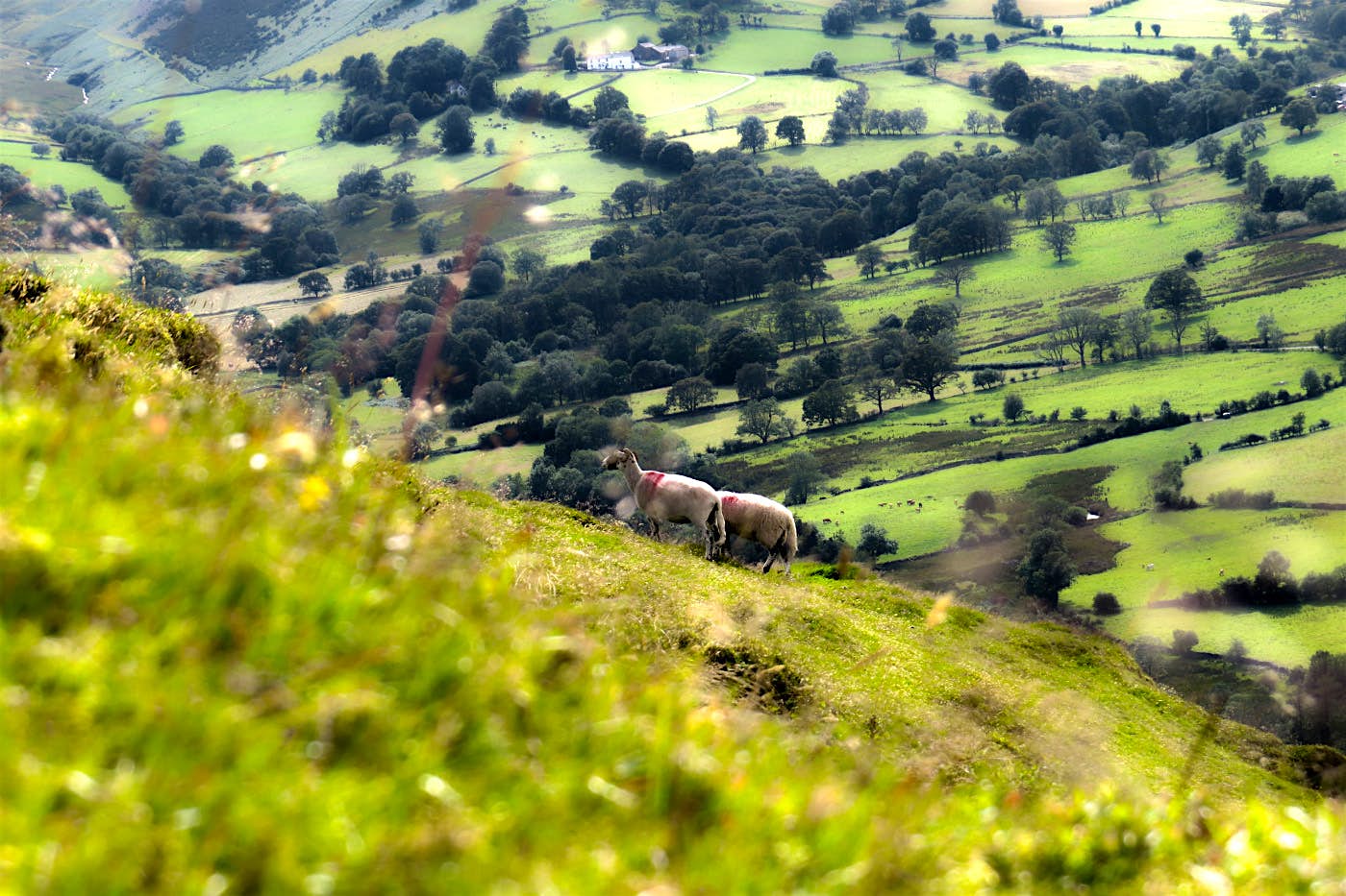 Features - Lake District sheep Public transport can get you near these steep slopes – but a car makes access easier. Image by Will Jones / Lonely Planet