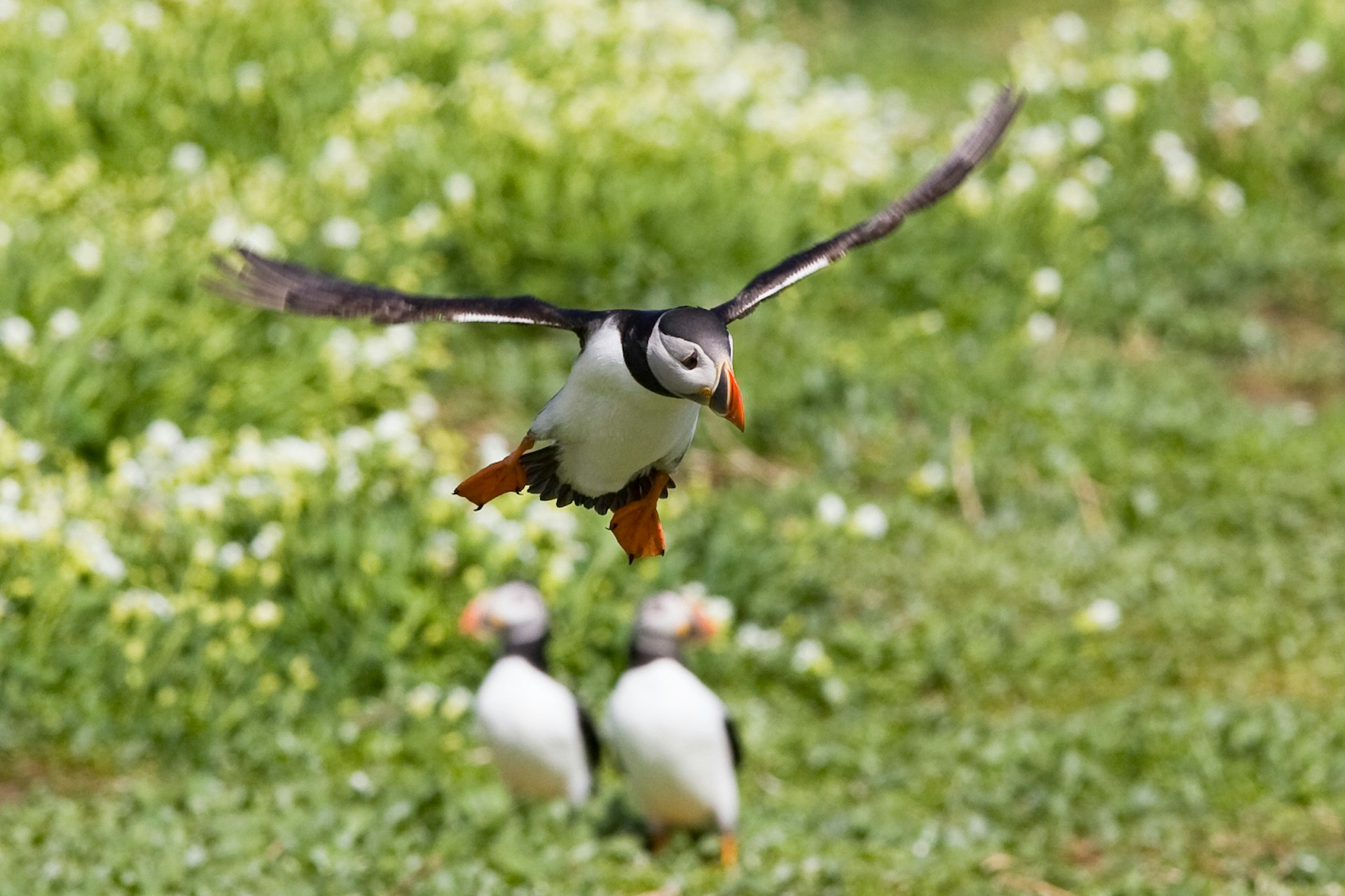 A puffin comes in to land on the Farne Islands. Image by Tony Smith / CC BY 2.0
