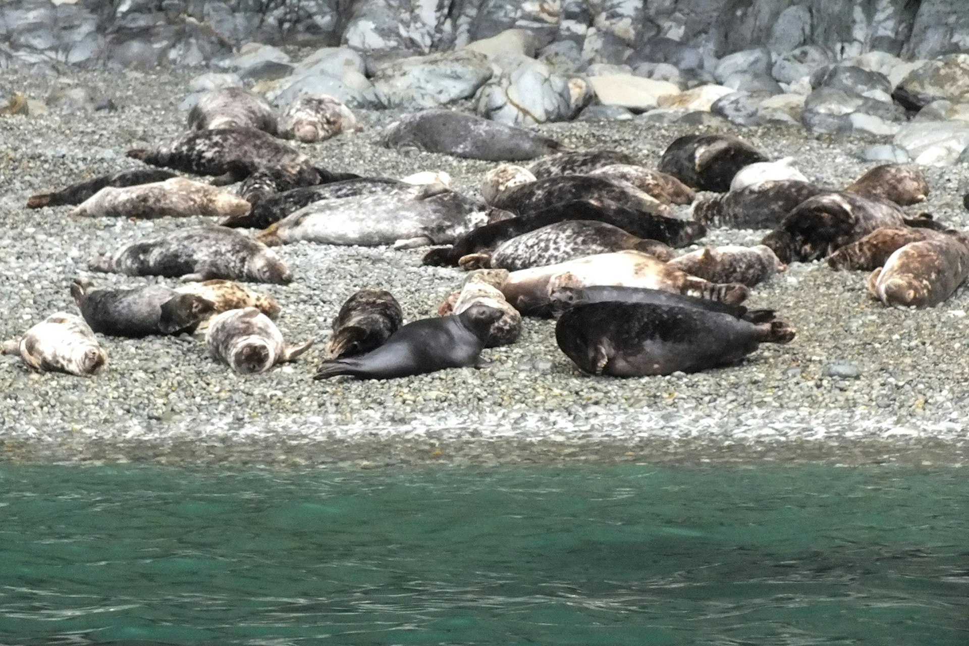 Seals on Ramsey Island. Image by Saskia Heijltjes / CC BY-SA 2.0