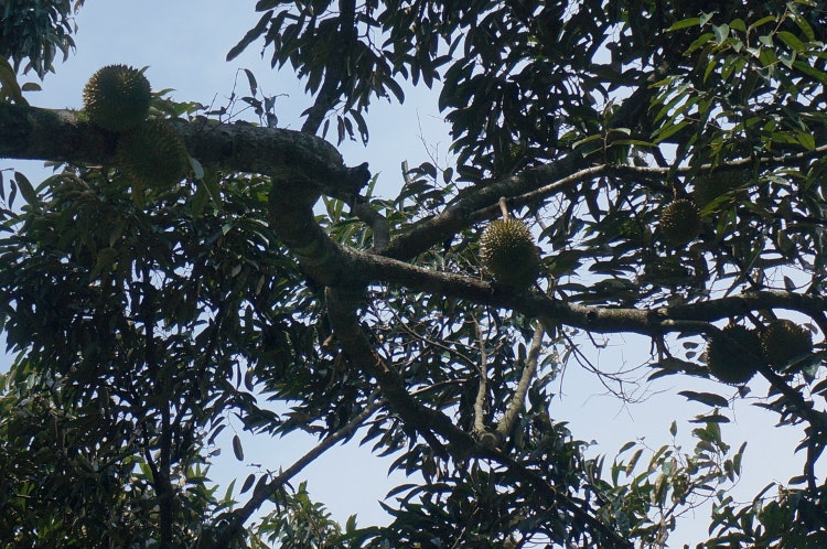 Durian in tree