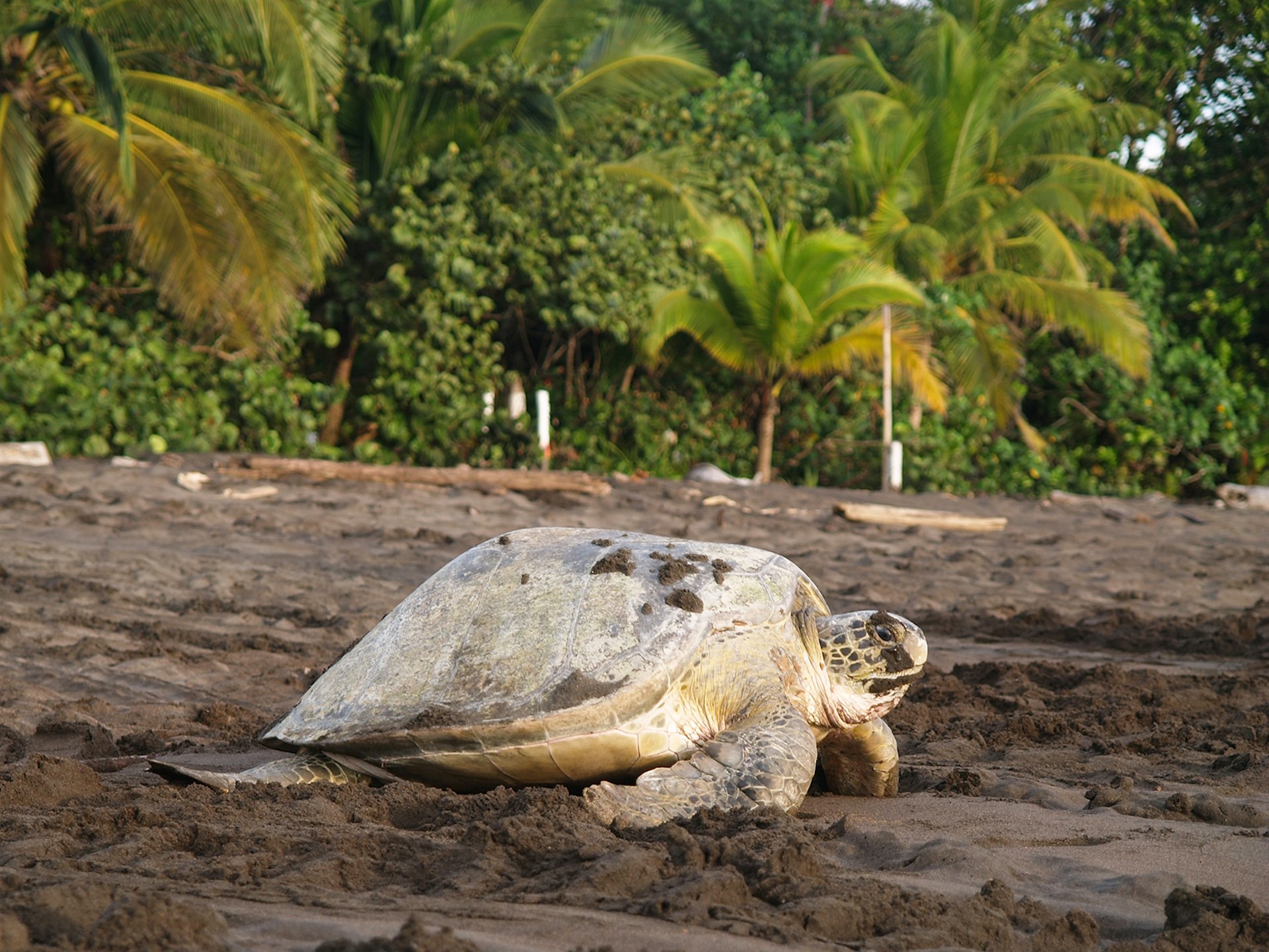 Features - Sea turtle in Tortuguero National Park, Costa Rica