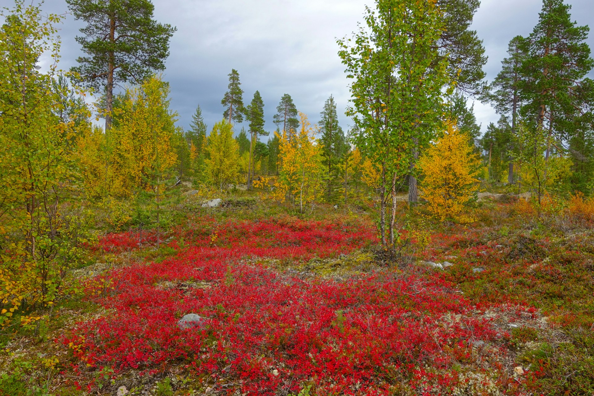 A pop of red flowers carpets the forest floor as green leaves slowly transition to yellow in a forest in Finland in autumn