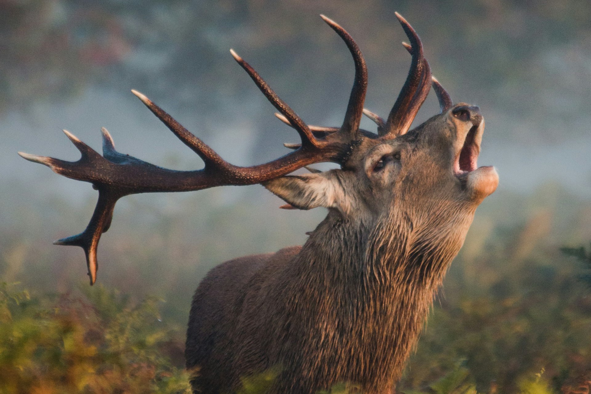 A red deer during the rut. Image by Alan Crossland / Getty