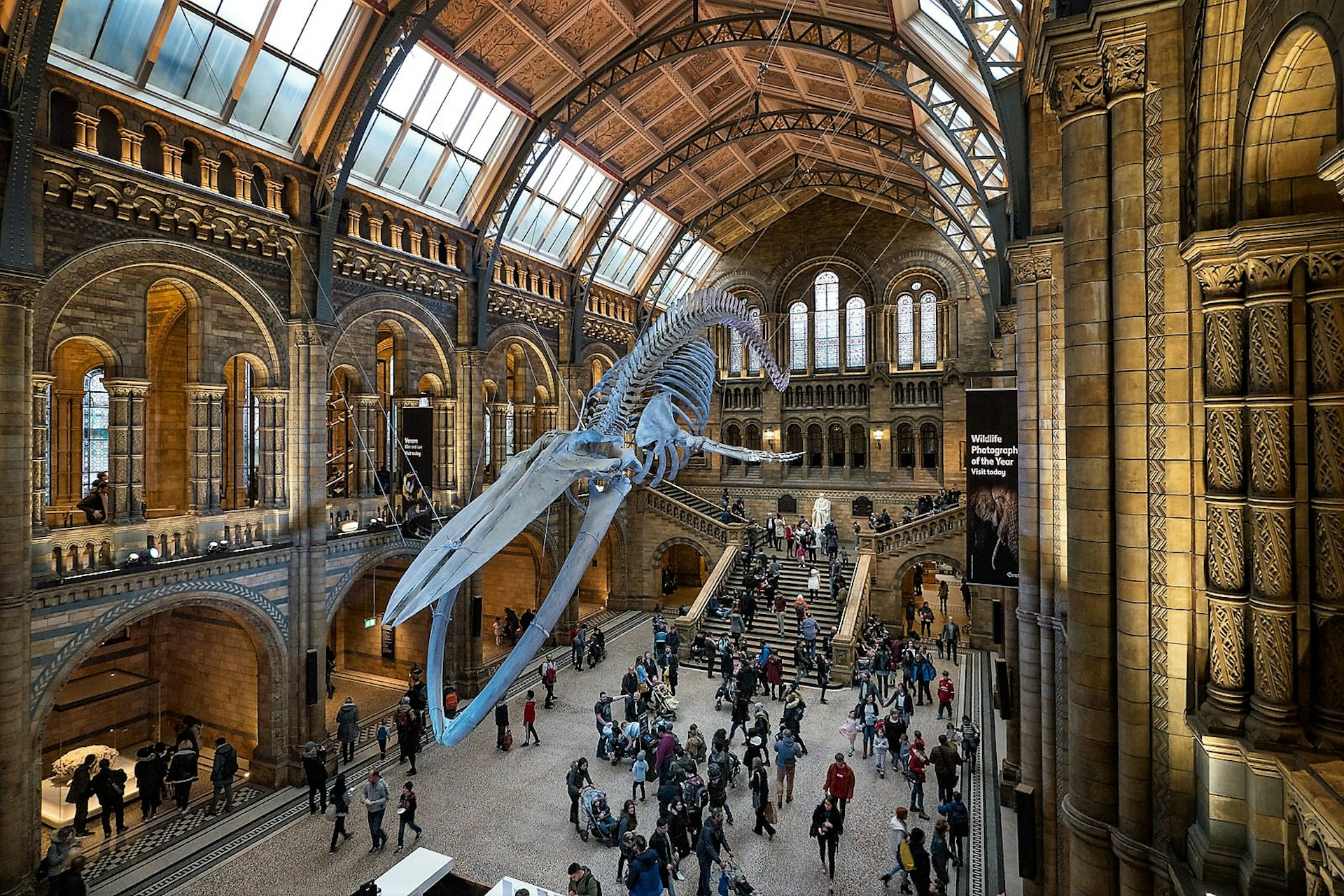 The entrance hall in London's Natural History Museum with the skeleton of a huge blue whale suspended from the ceiling. Visitors walk around underneath the skeleton and along the balconies around it. The room is warmly lit. 