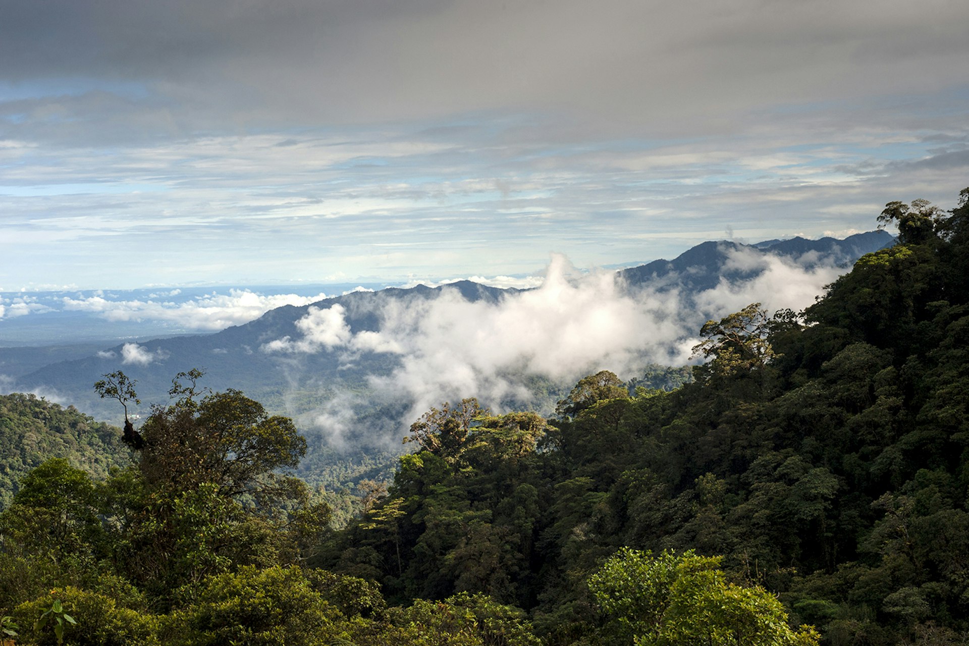 Ecuador's cloud forest © Kseniya Ragozina / Getty Images