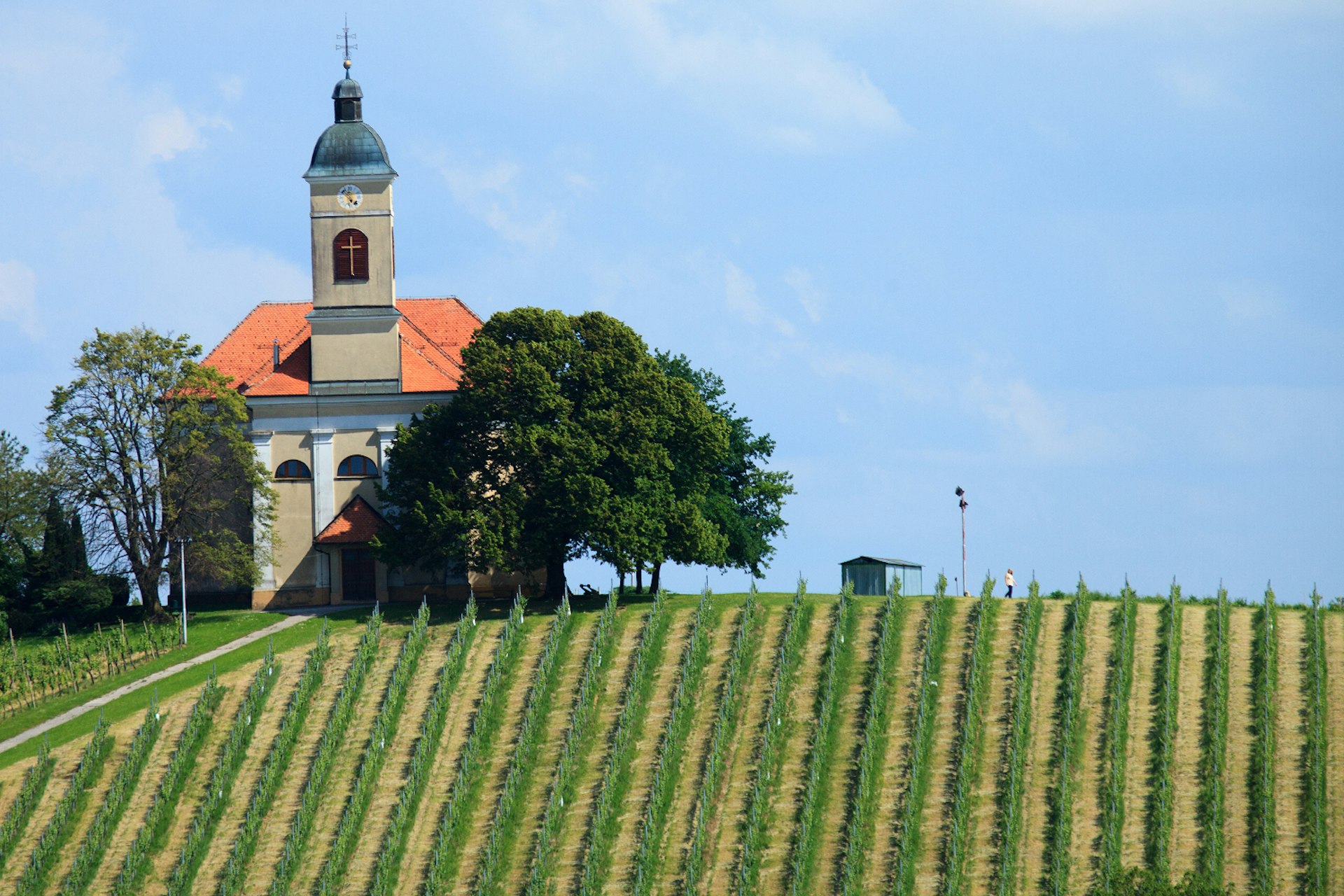 The famous vineyards of Kapela in northeastern Slovenia