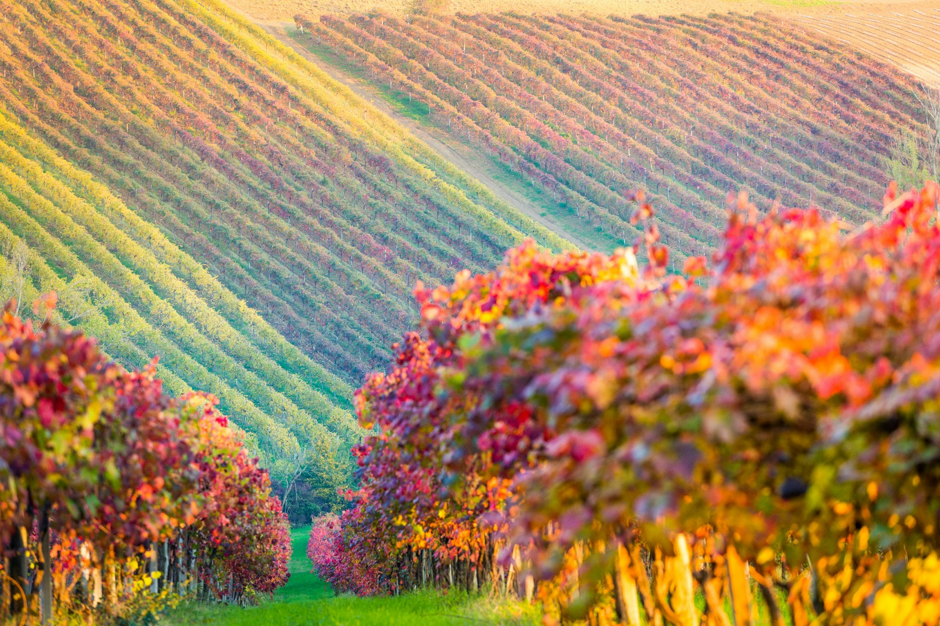 Lambrusco vineyard in autumn