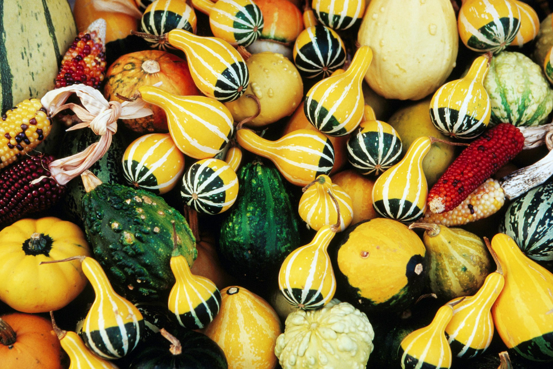 A selection of colourful pumpkins at Ljubljana's Central Market