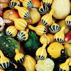 A selection of colourful pumpkins at Ljubljana's Central Market