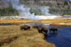 Features - Bison crossing river in Yellowstone. Image courtesy of Wyoming Office of Tourism