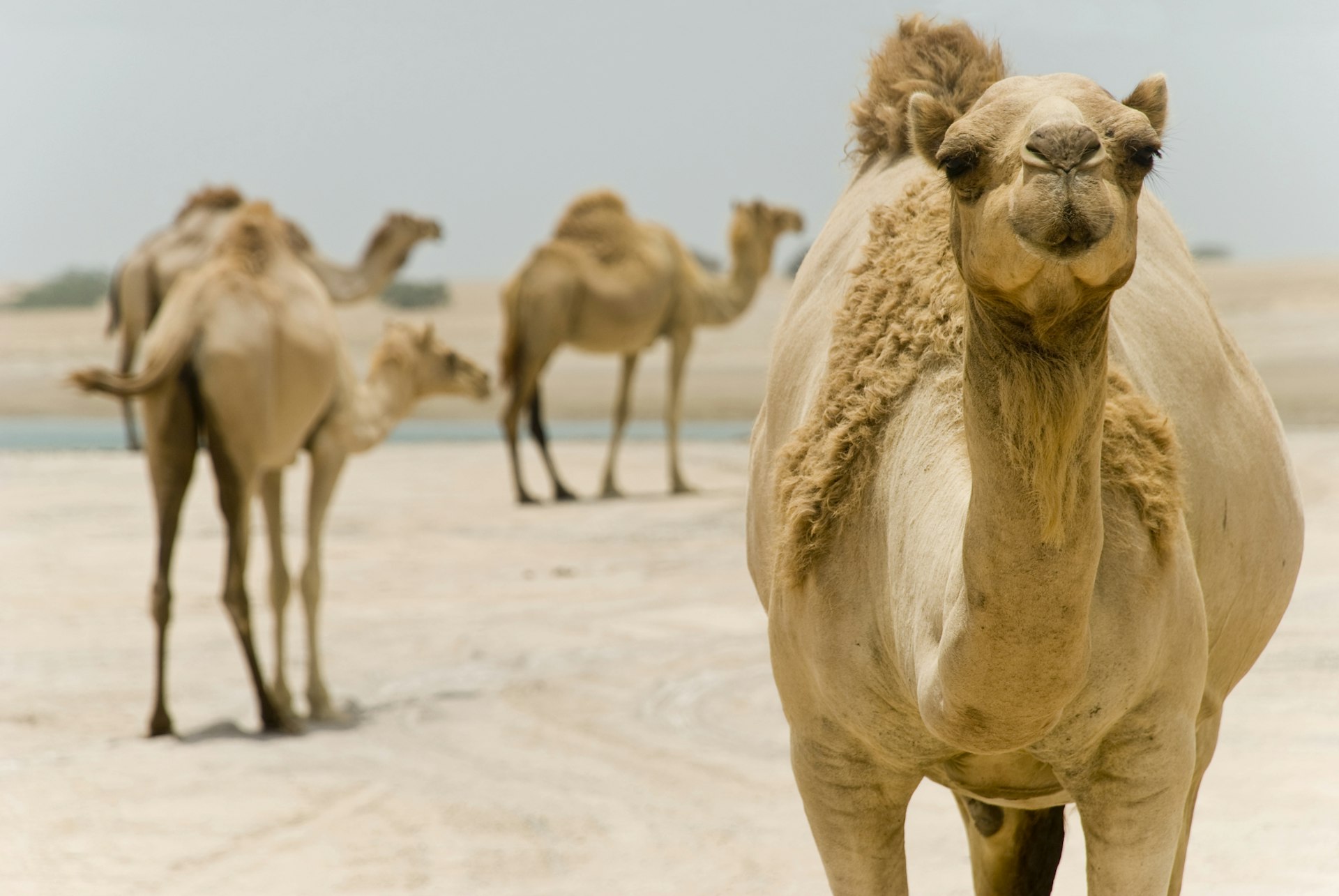 Camels in the Ras Al Khaimah desert