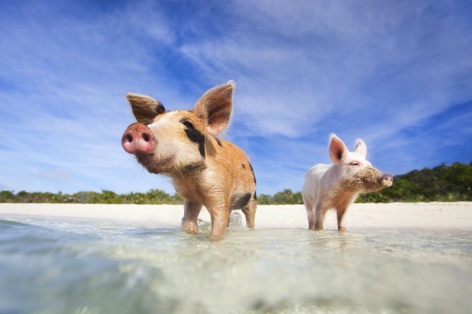 Animal islands: seven places where creatures rule - Lonely Planet