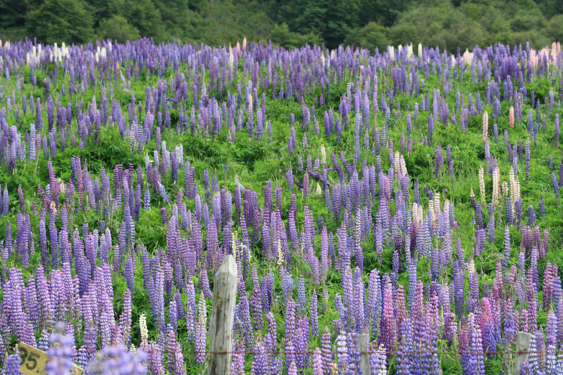 Lupine blooms can be seen throughout the landscape along the Carretera Austral © Carolyn McCarthy