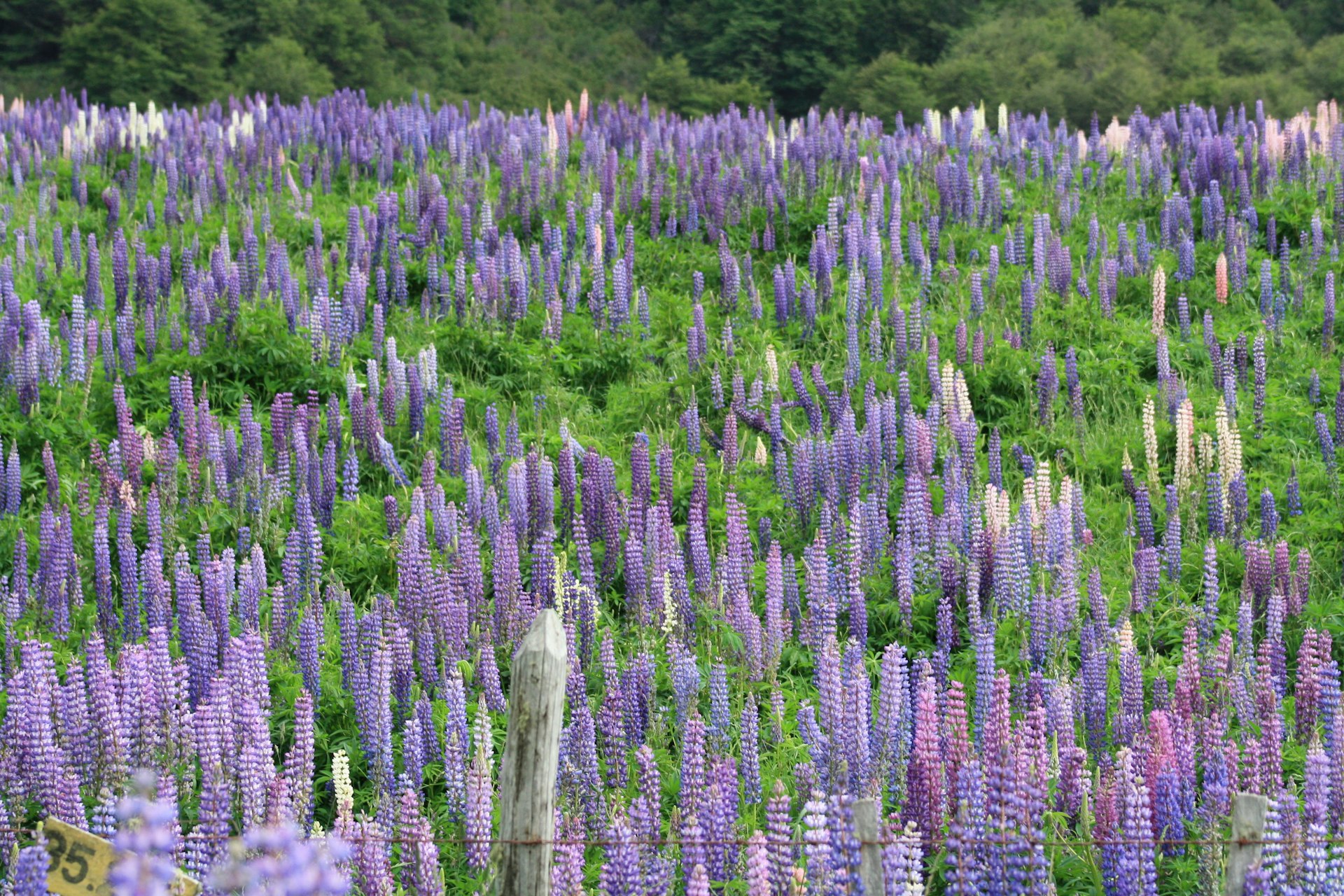 Lupine blooms can be seen throughout the landscape along the Carretera Austral © Carolyn McCarthy 