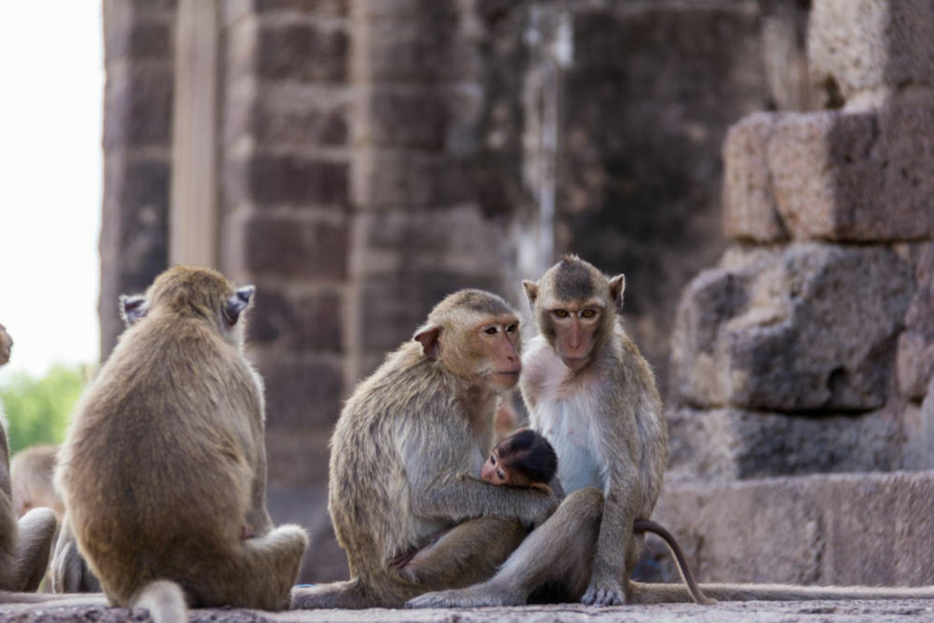 Monkeys at Prang Sam Yot Khmer ruin, Lopburi, Thailand © Tim Bewer / Lonely Planet