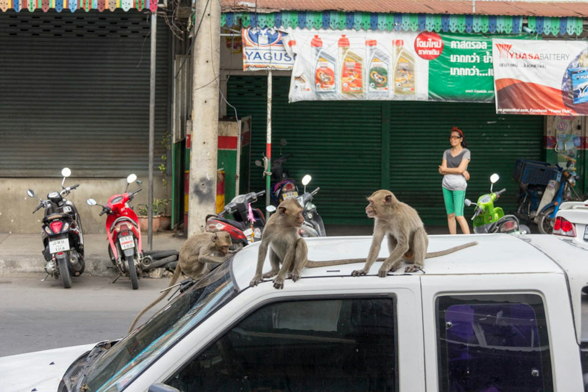 Monkeys make themselves at home on vehicles in Lopburi, Thailand © Tim Bewer / Lonely Planet