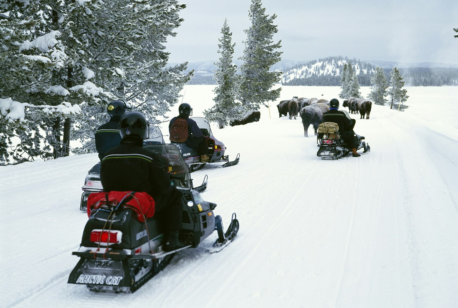 Winter magic: steer a snowmobile among bison herds during the cold months in Yellowstone National Park © Jeff Foott / Getty Images