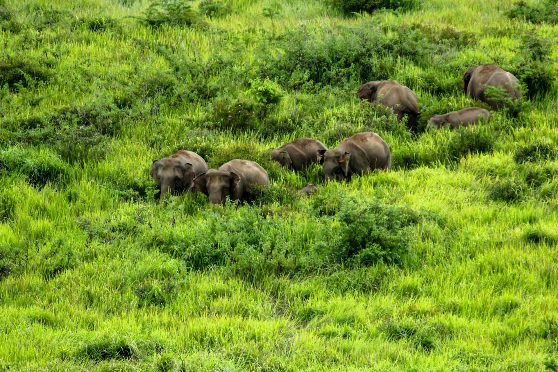 Wild elephants can be spotted in Khao Yai National Park, northeastern Thailand © Bigman365 / Getty Images