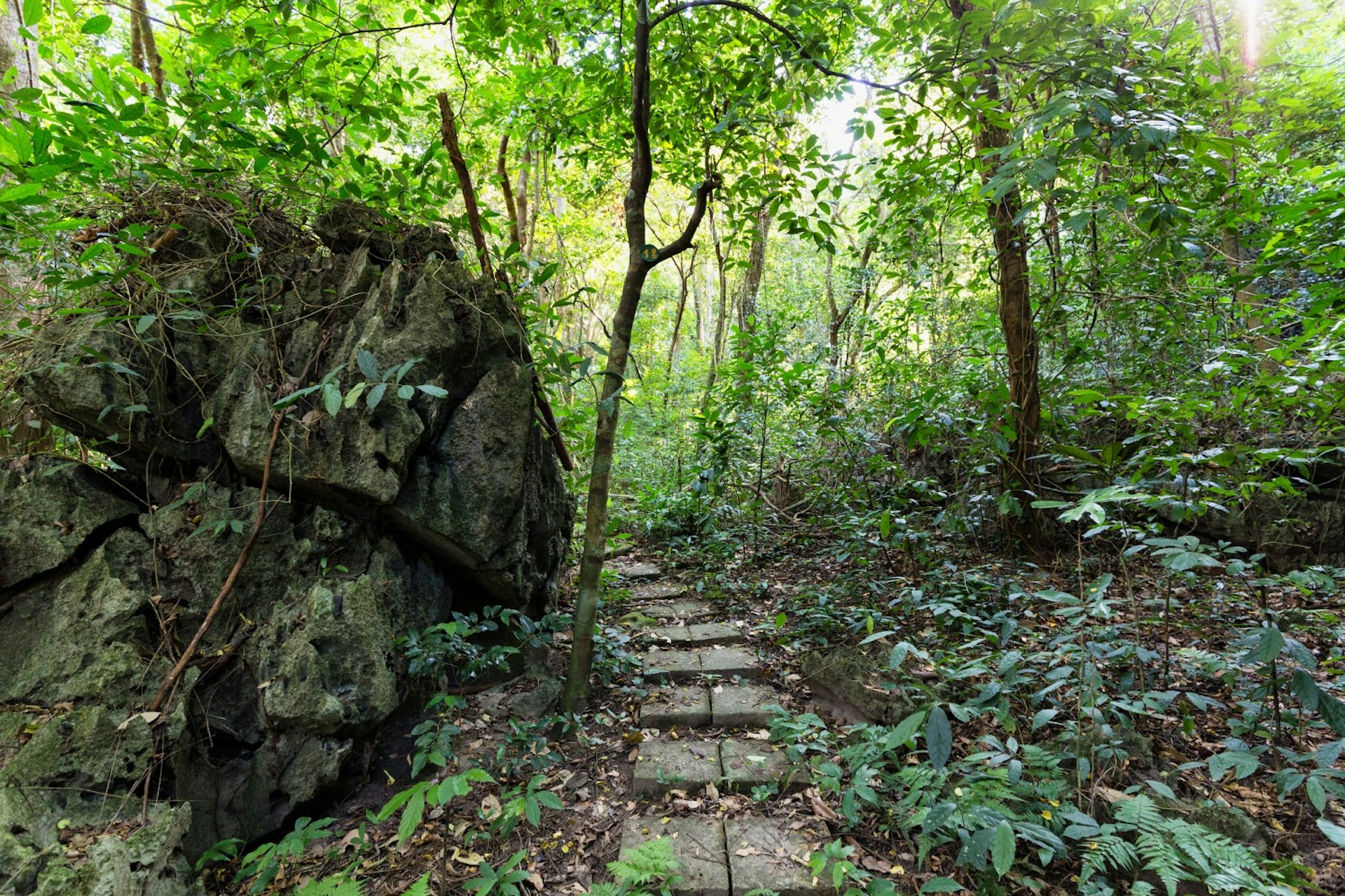 Pathway through the jungle, Cat Ba Island