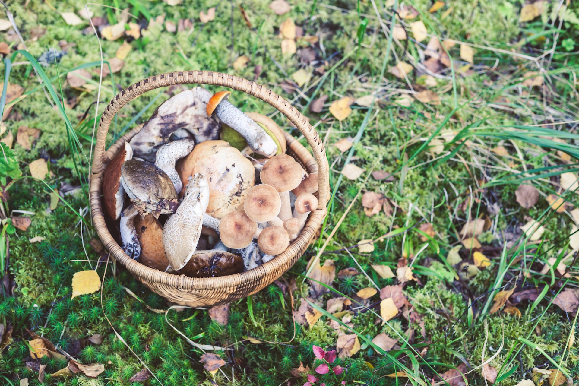 seasonal-mushrooms-latvia-1500-cs