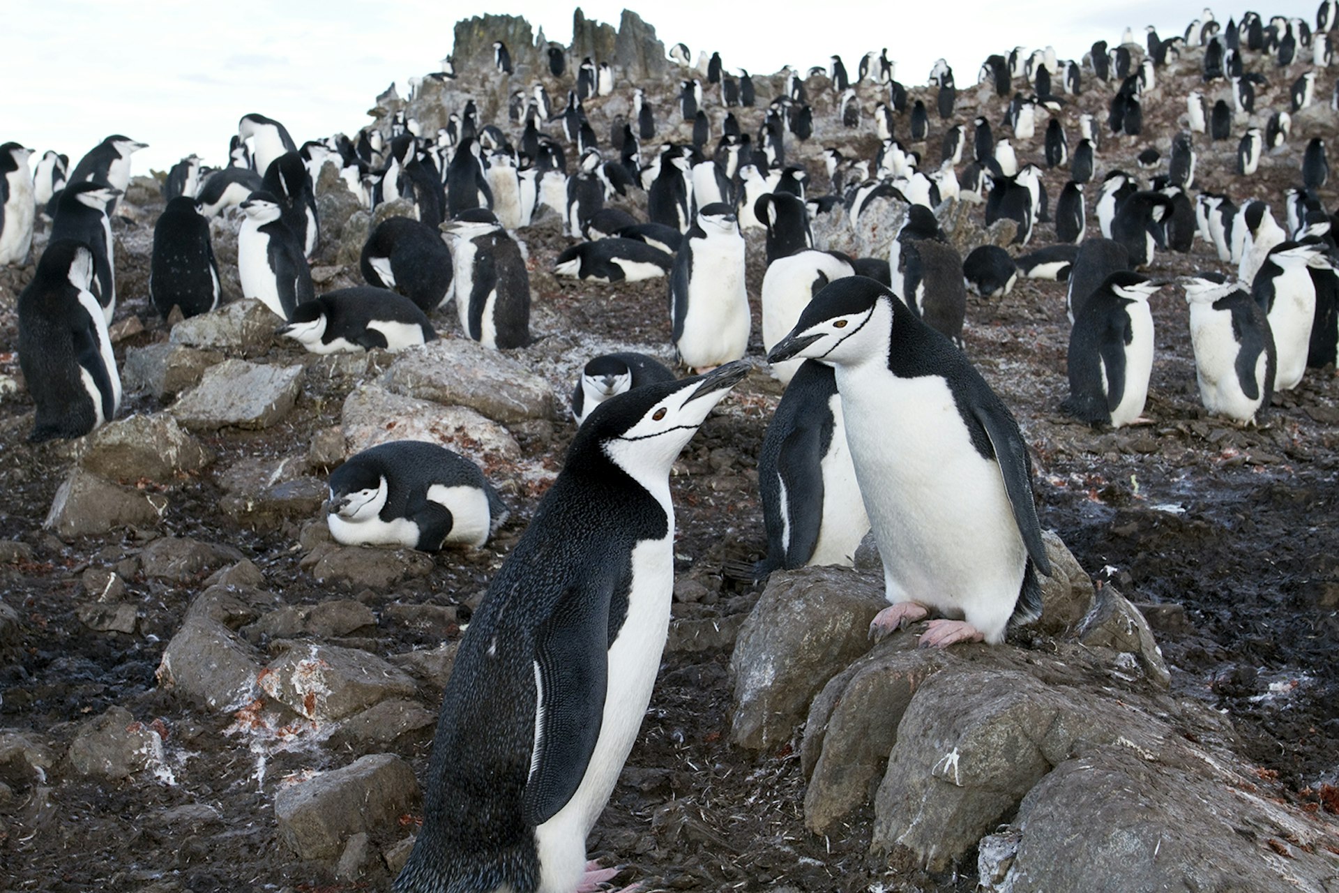 Chinstrap penguins © Kerry Christiani / Lonely Planet