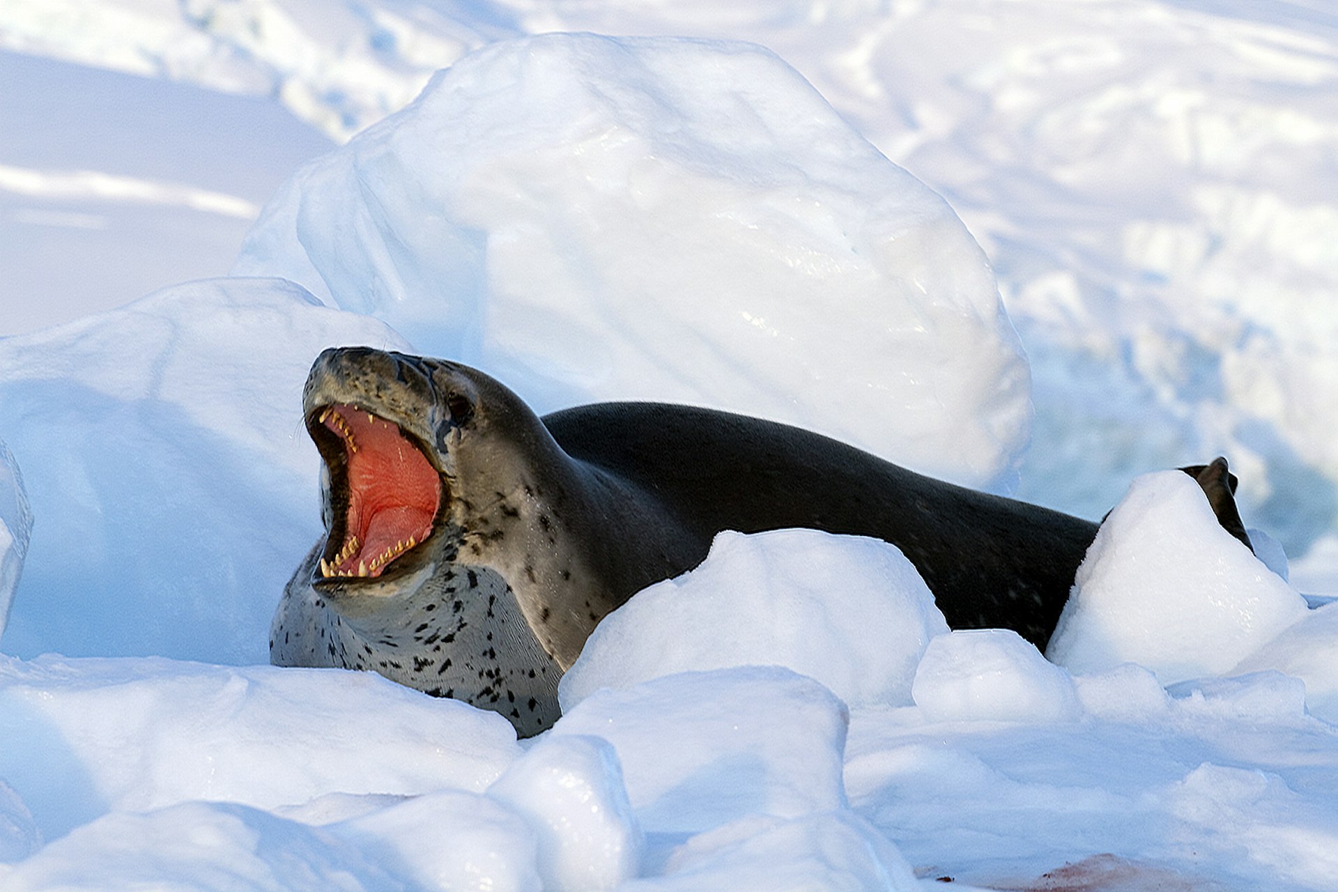 Leopard seal © Kerry Christiani / Lonely Planet