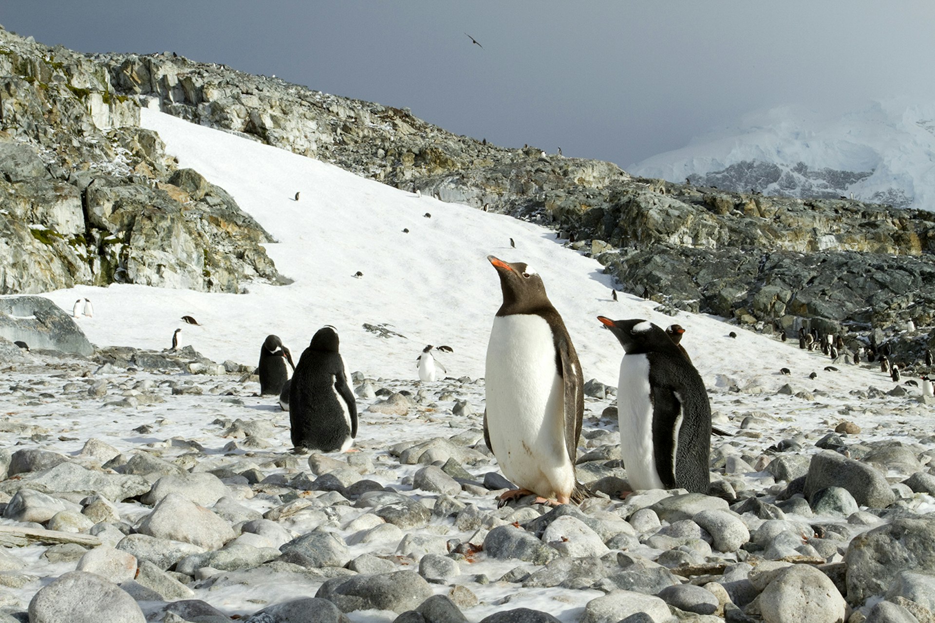 Gentoo penguins © Kerry Christiani / Lonely Planet