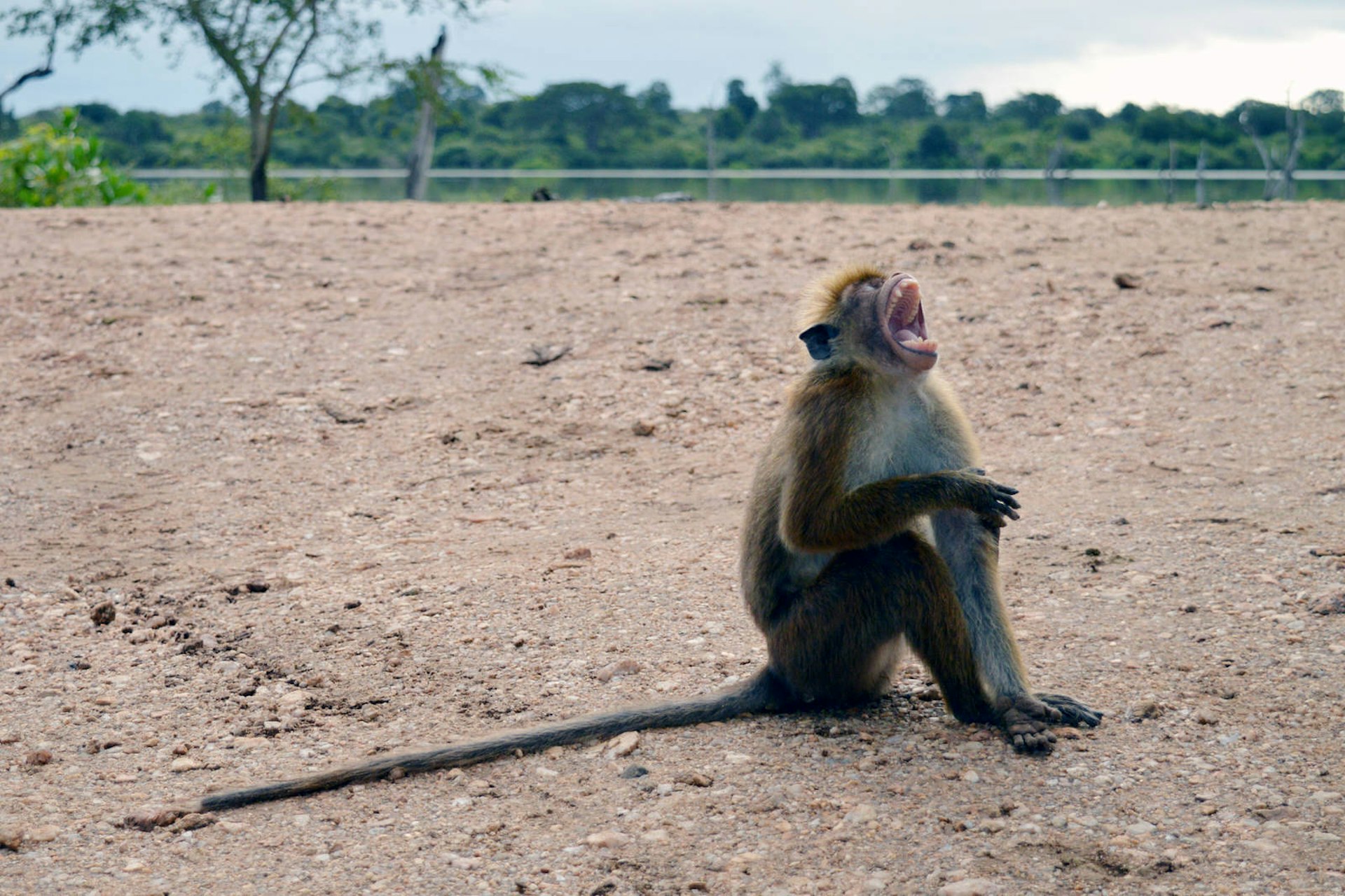 Macaque, Sri Lanka