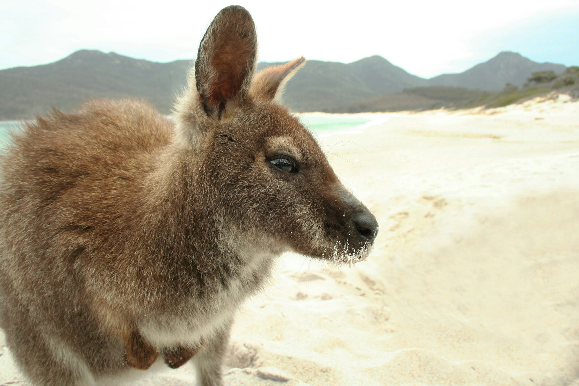 Wallaby on an Aussie beach!