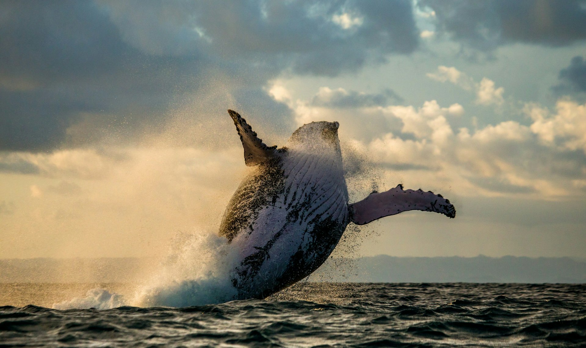 A humpback whale jumps off the coast of Madagascar