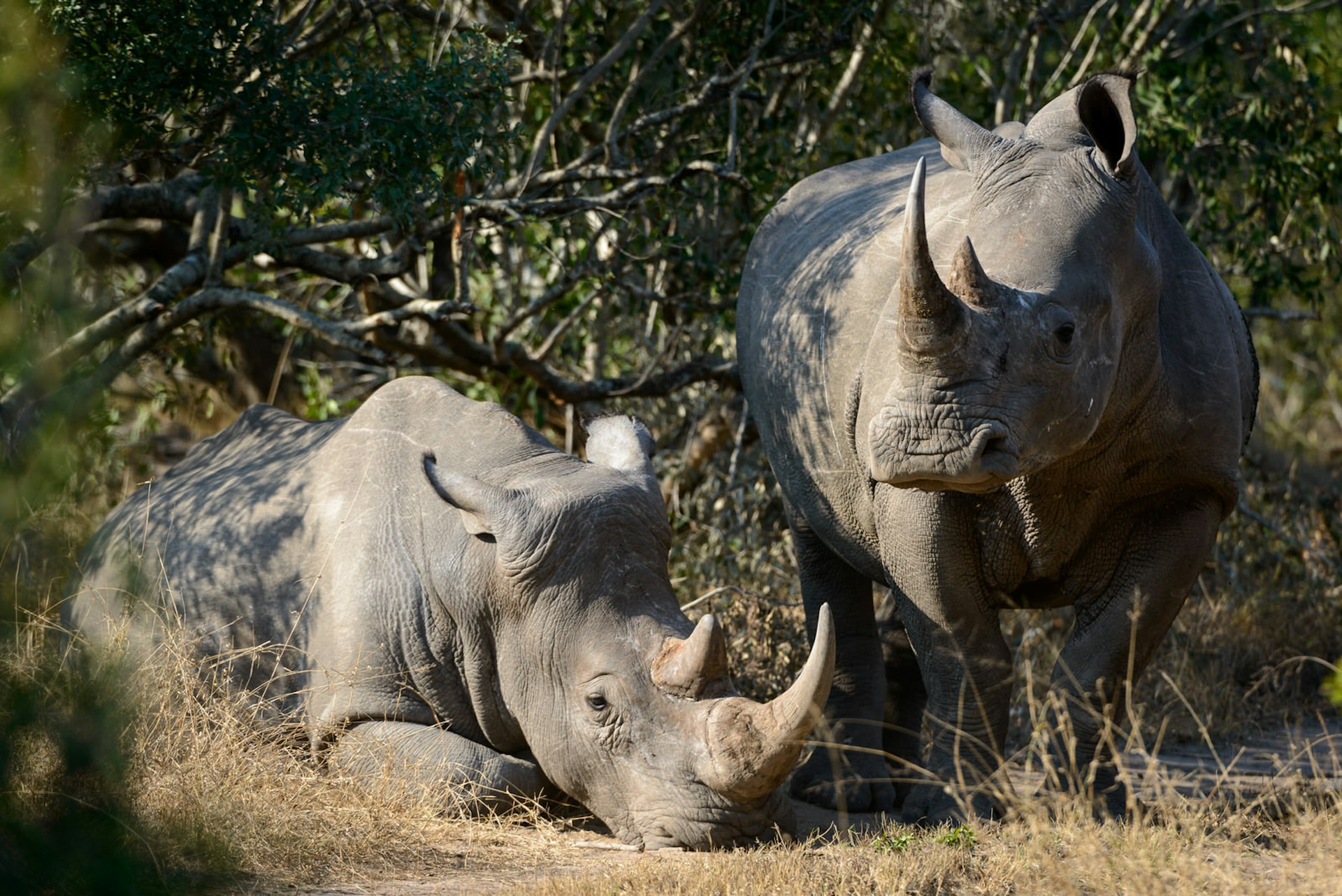White rhinoceros resting in Kruger National Park