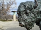 Features - Humboldt Park Bison-