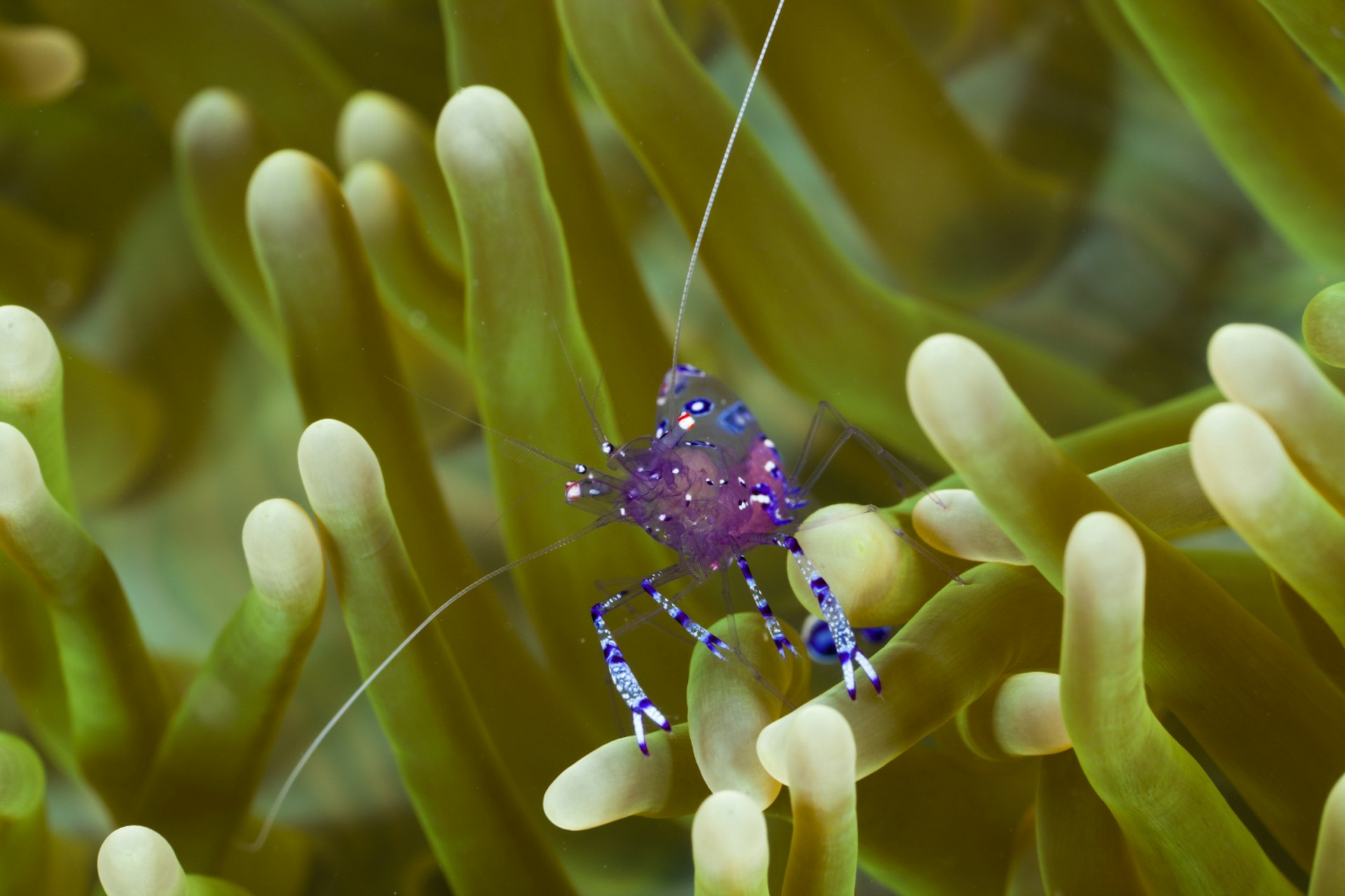 The coral reefs of Raja Ampat are home to creatures great and small, such as this anemone shrimp © Ullstein Bild / Getty Images