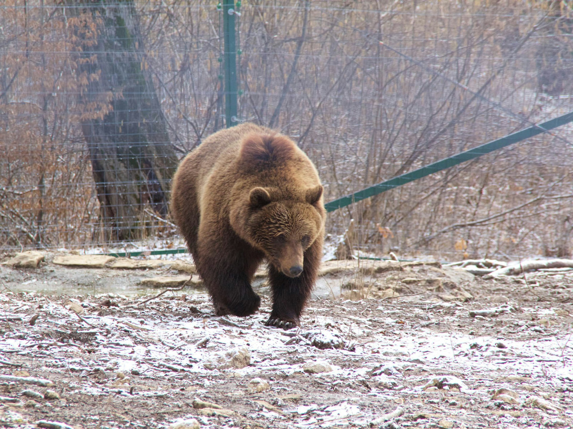 Bears rescued from captivity at Libearty Bear Sanctuary, Zărnesti © Nellie Huang / Lonely Planet