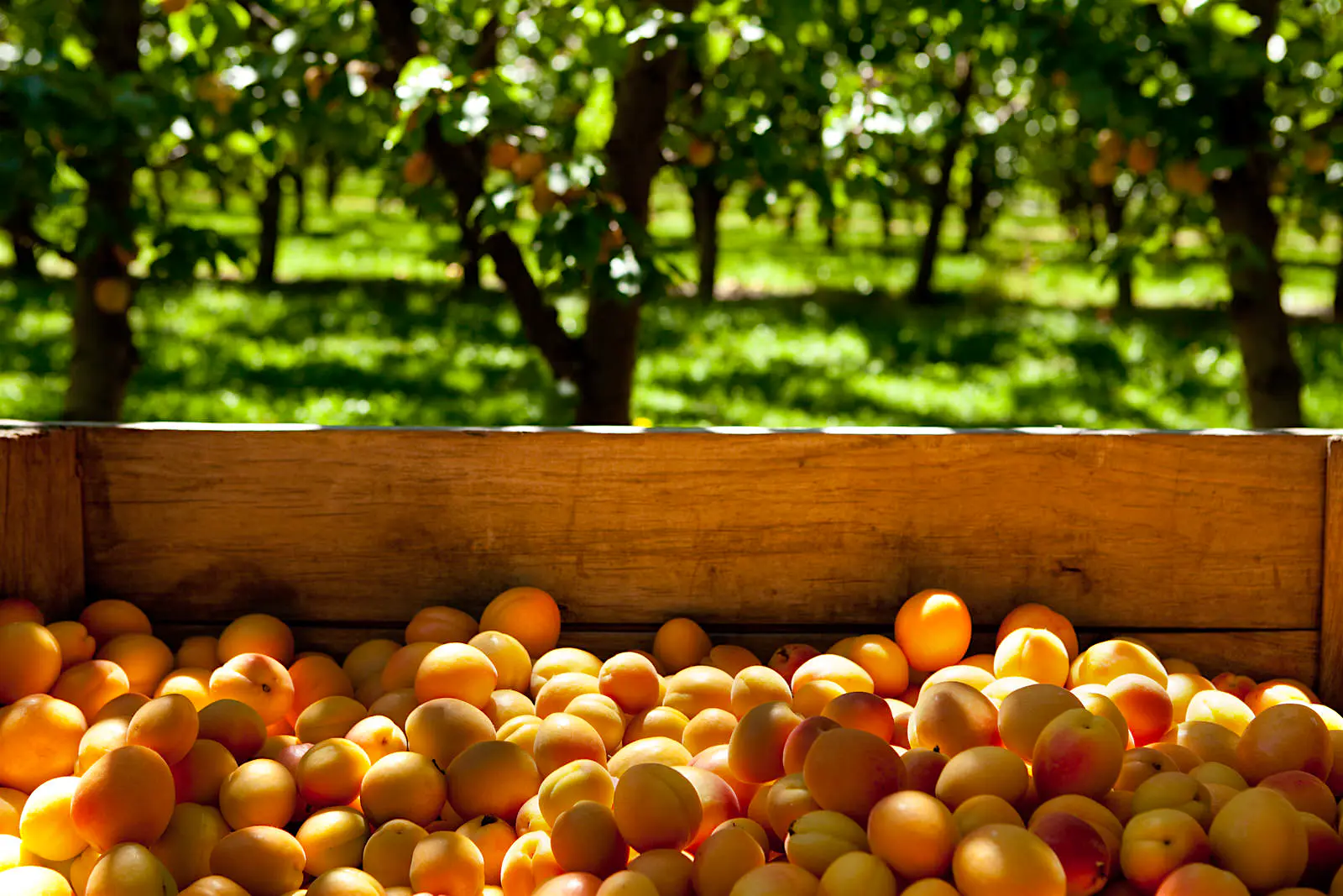 Features - Freshly picked apricots in crate apricots Cromwell, New Zealand