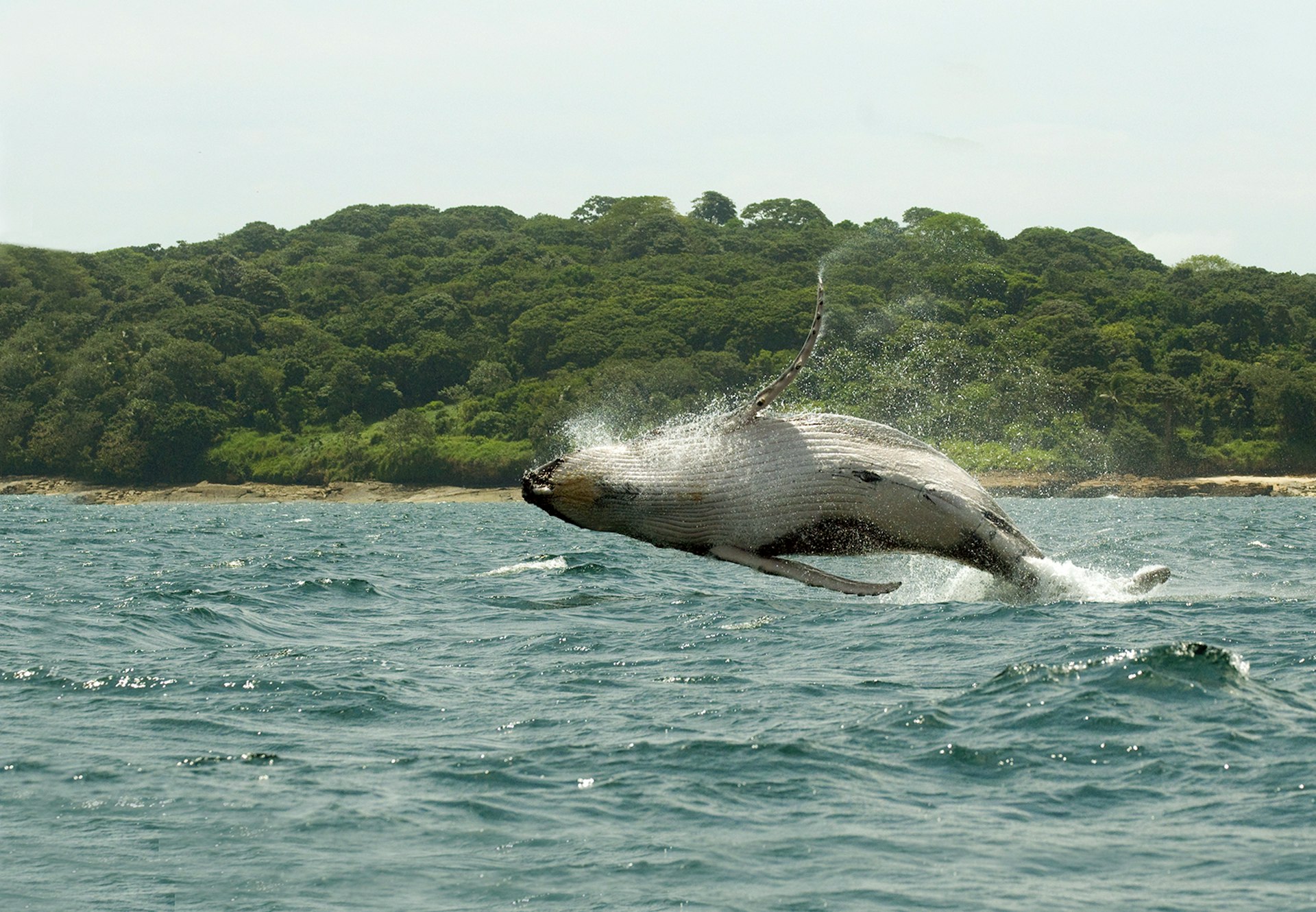 Humpback Whale leaps into the air off the Panama's Pacific coast © Gerard Soury / Getty Images