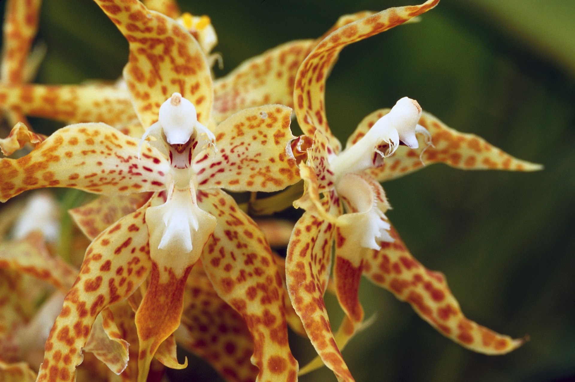 Chiriqui Orchids, found in the Chiriqui Highlands © Alfredo Maiquez / Getty Images