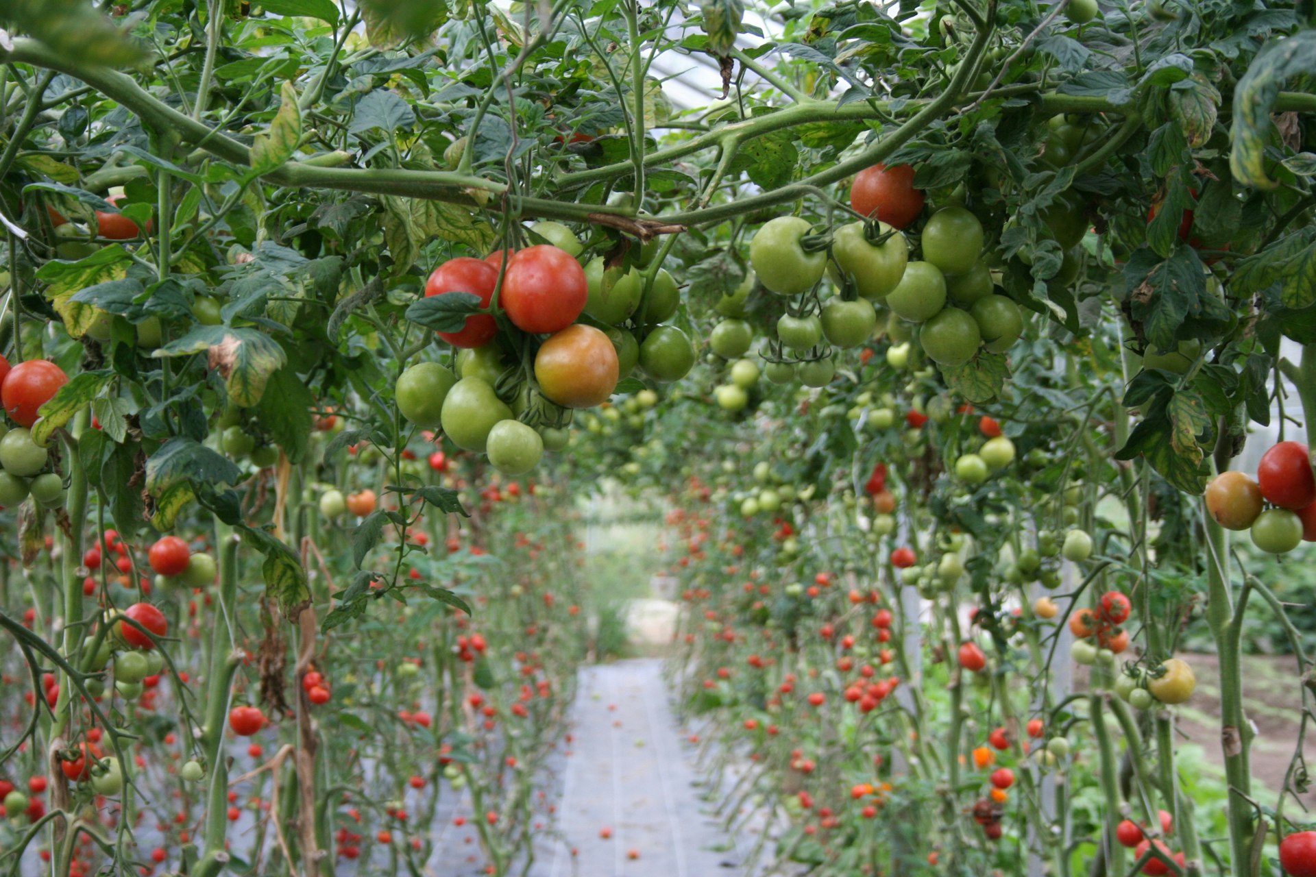 Tomatoes growing at the renowned Ballymaloe Cookery School. Image by MCT / Getty