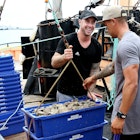 Bluff oysters New Zealand