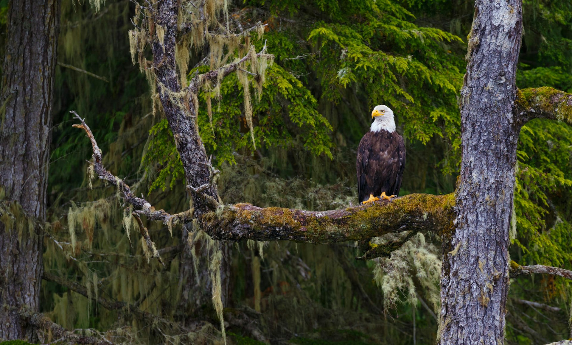 Bald eagles don't gain the iconic white head until they mature, around age three © Kenneth Canning / Getty Images / iStockphoto 