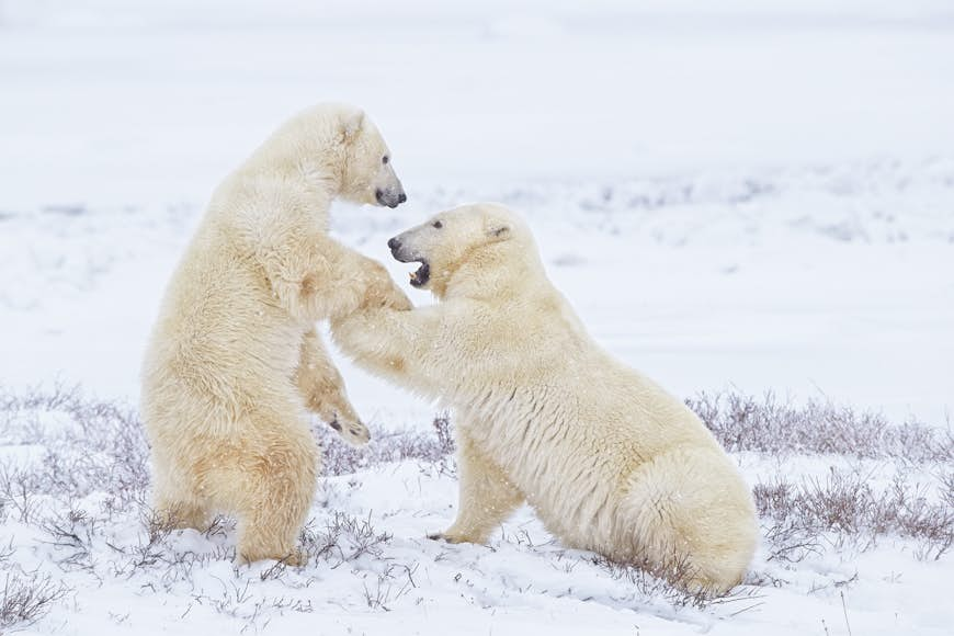 Polar bears: close encounters of the furred kind in Canada - Lonely Planet