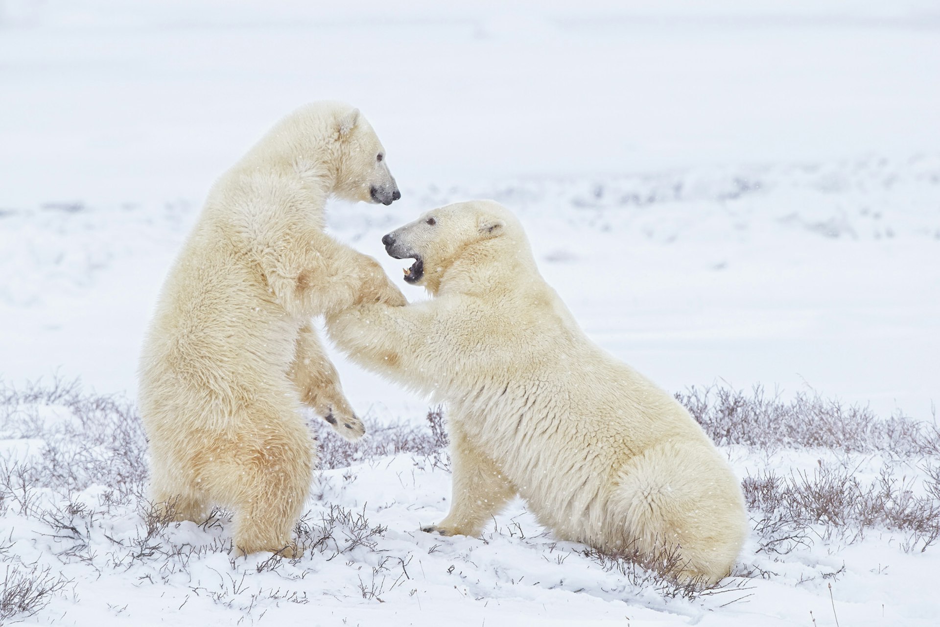In Inuit folklore, polar bears (nanuq) were humans when inside their own homes, only wearing bear hides when outside © Jonathan Gregson / Lonely Planet