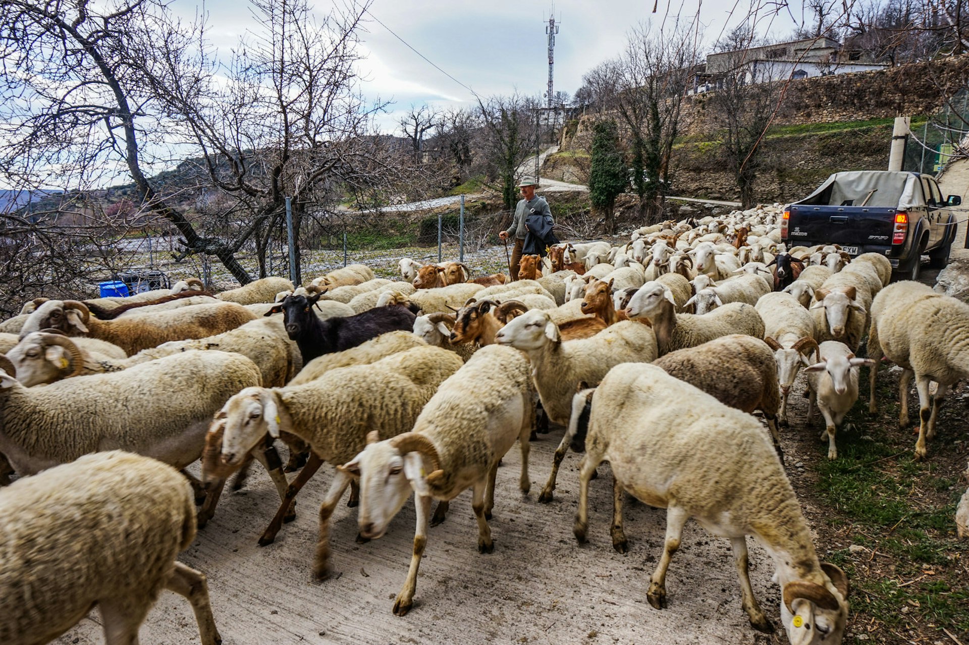 Goat-jams are more common than traffic-jams in Las Alpujarras © Brendan Sainsbury / Lonely Planet