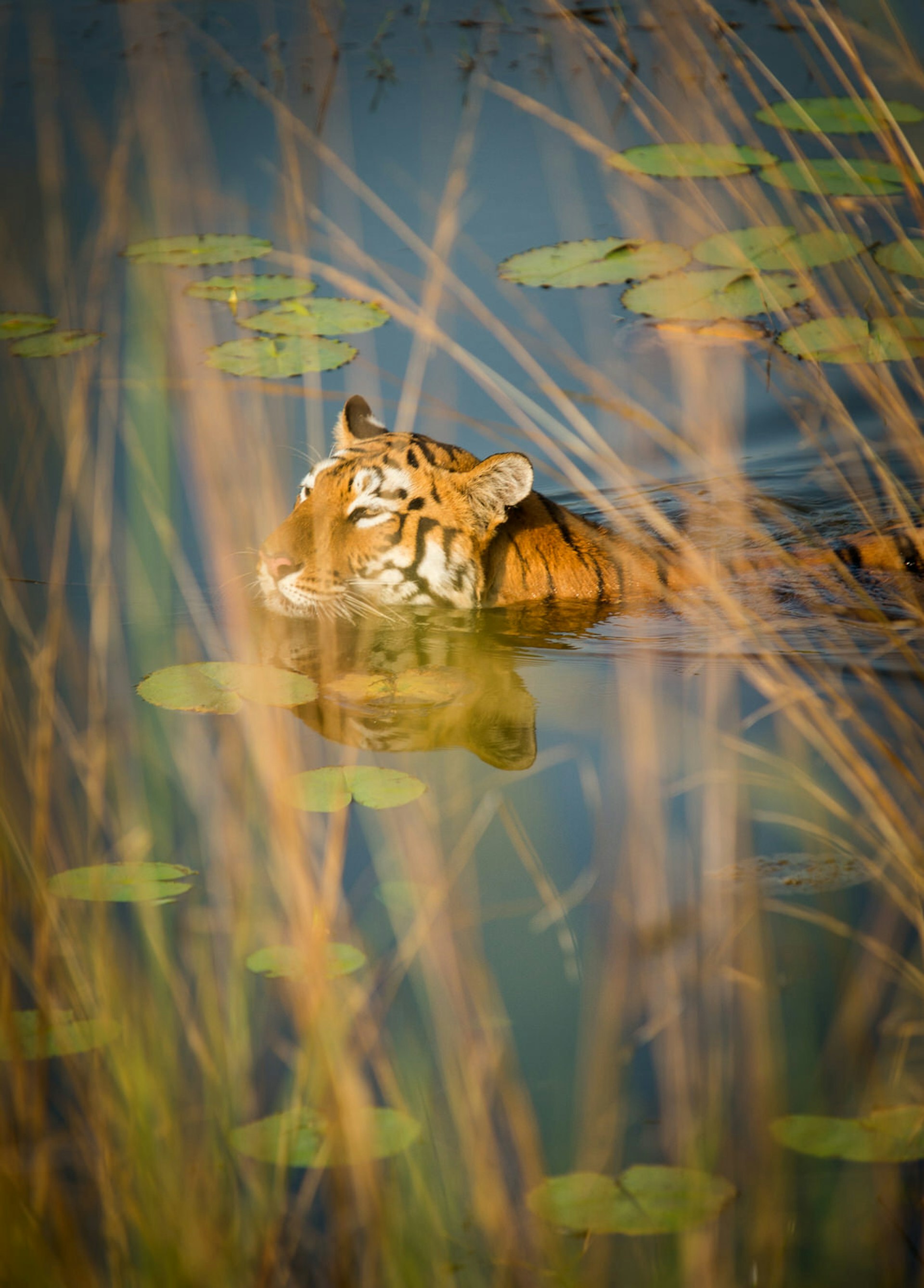 Tadoba National Park has the highest density of Bengal tigers in India © Philip Lee Harvey / Lonely Planet