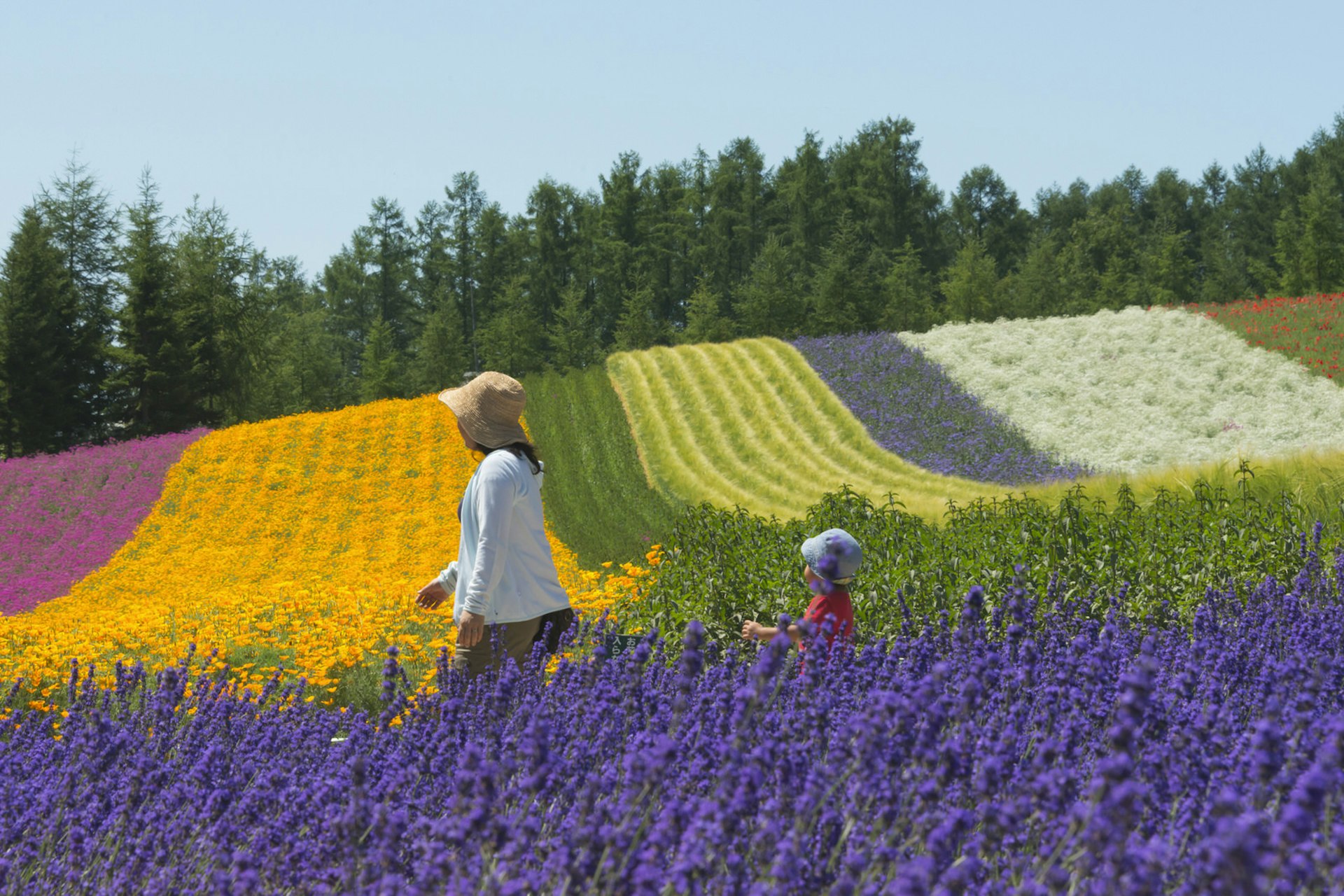 Tourists at lavender farm, Furano, Hokkaido Prefecture, Japan