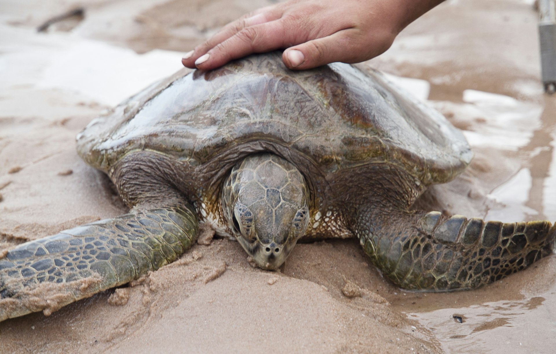 Among the wildlife you may encounter, turtles at Nuwirrar (Barred Creek). © Steve Waters / Lonely Planet 