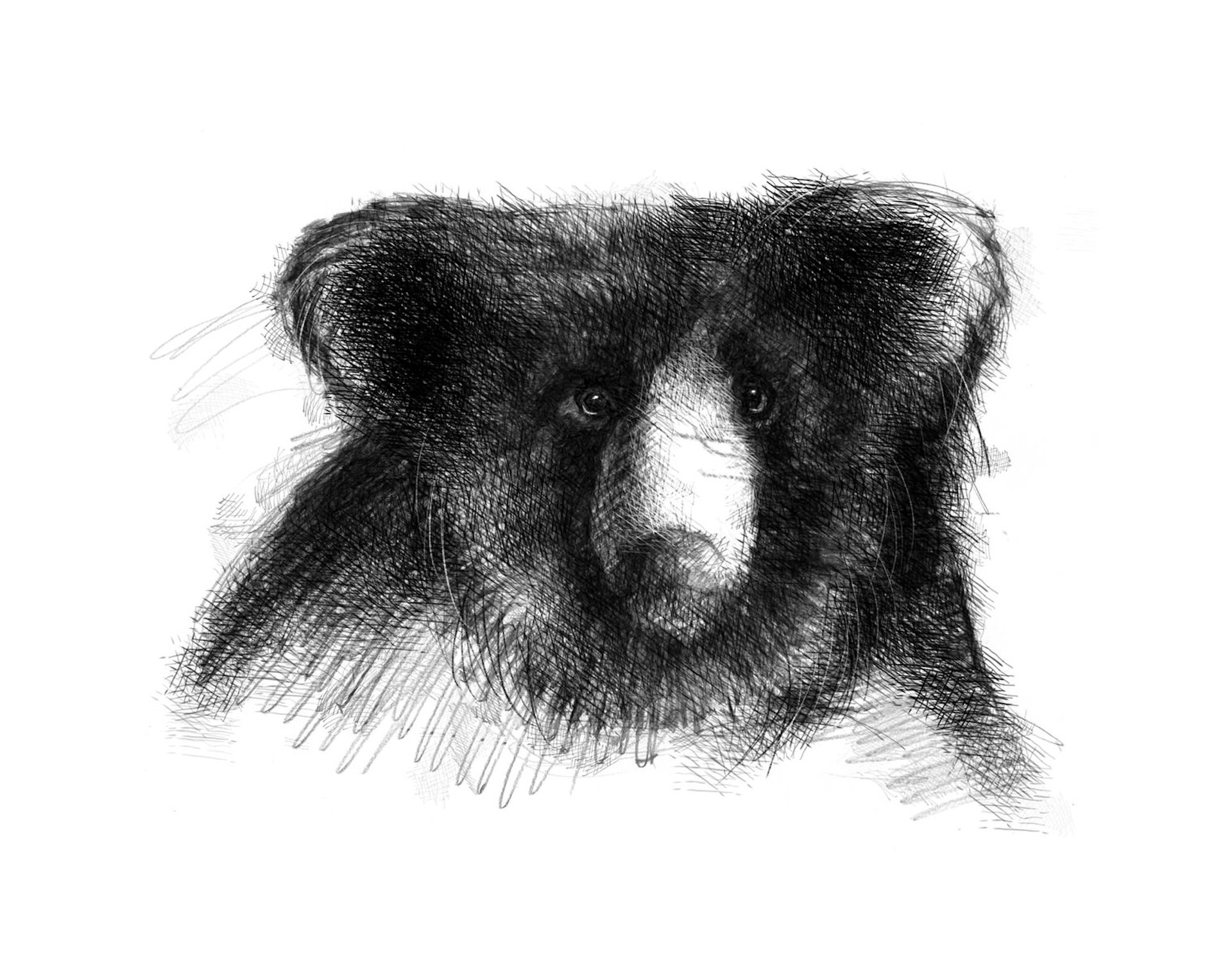 A sketch of a sloth bear, the real forest's equivalent of Kipling's Baloo © Lonely Planet