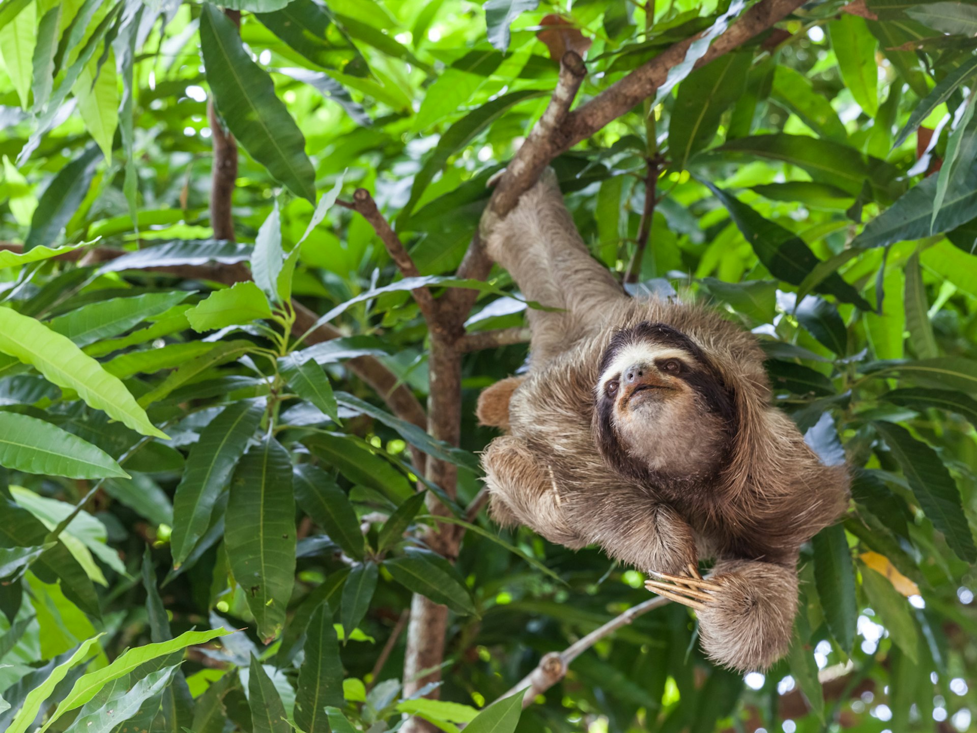 Features - Sloth_panama-1650f860d010