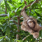 Features - Sloth_panama-1650f860d010